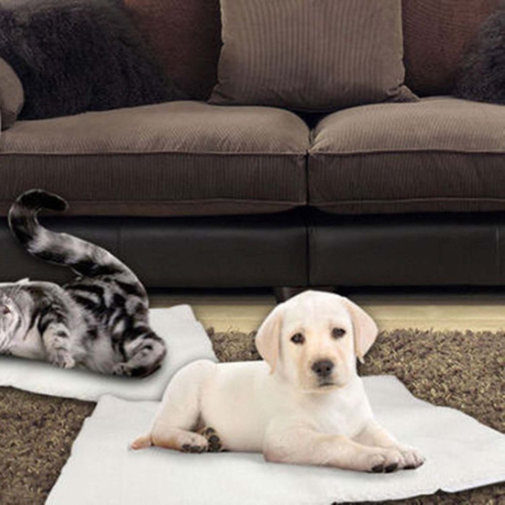 Puppy and kitten lying on a self-warming pet blanket